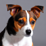 Jack Russell terrier