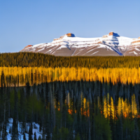 Black spruce valley alaska