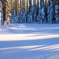 Black spruce valley alaska